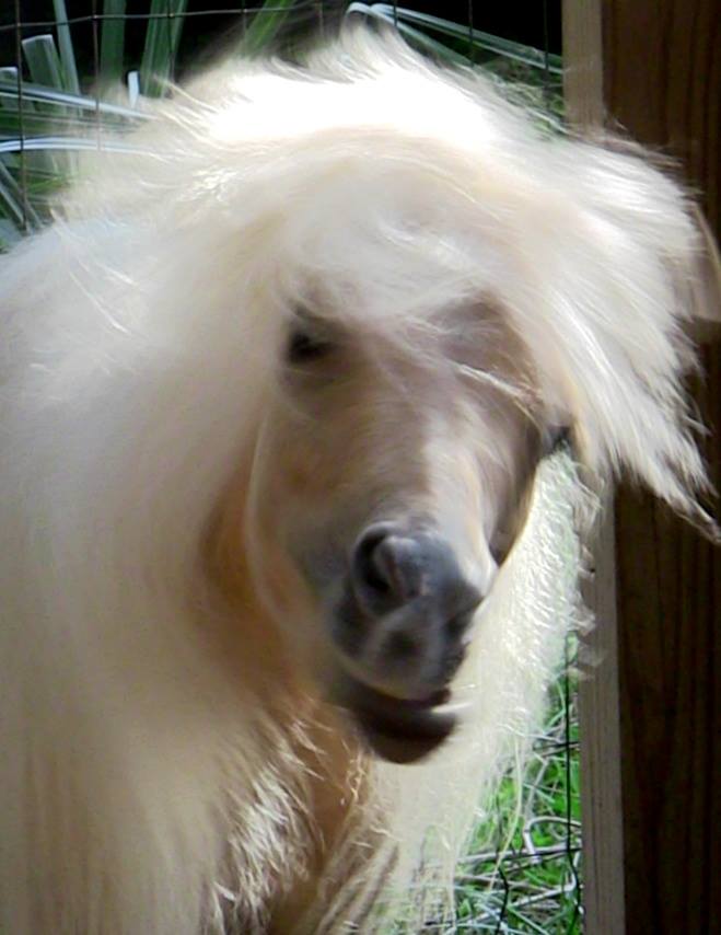 Dreamy's Bad Hair Day